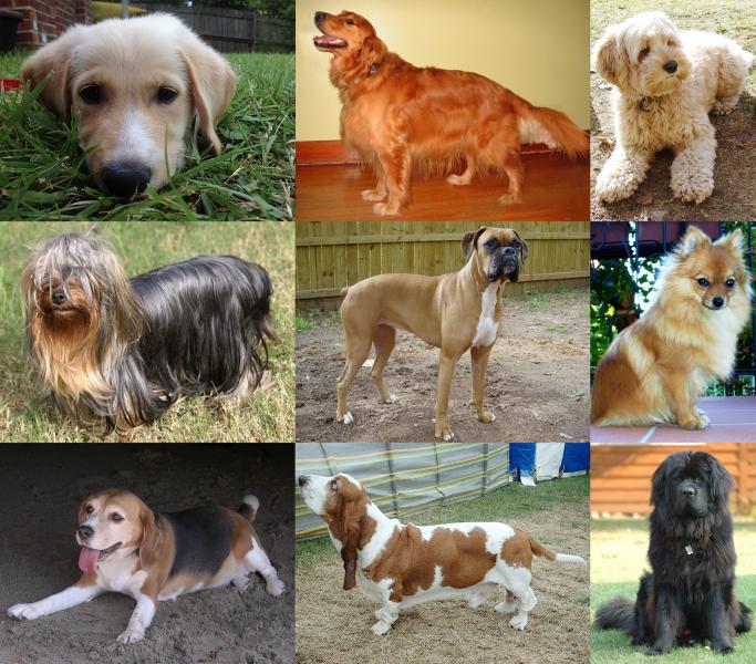 Difference types of large, medium and small dogs
